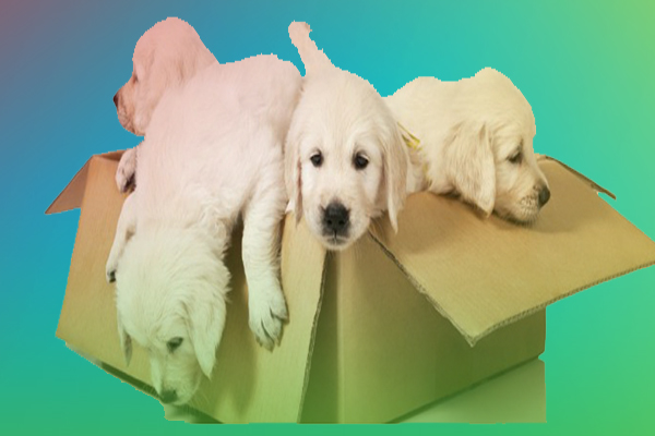 Pet Relocation Services